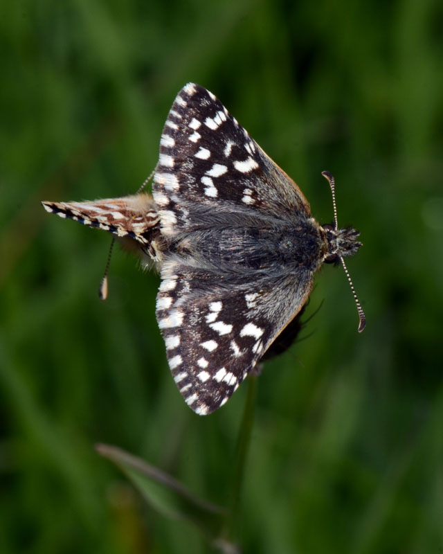 Coppia di Pyrgus da determinare